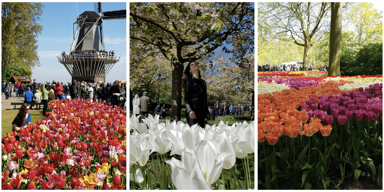 tudo sobre o parque das tulipas keukenhof