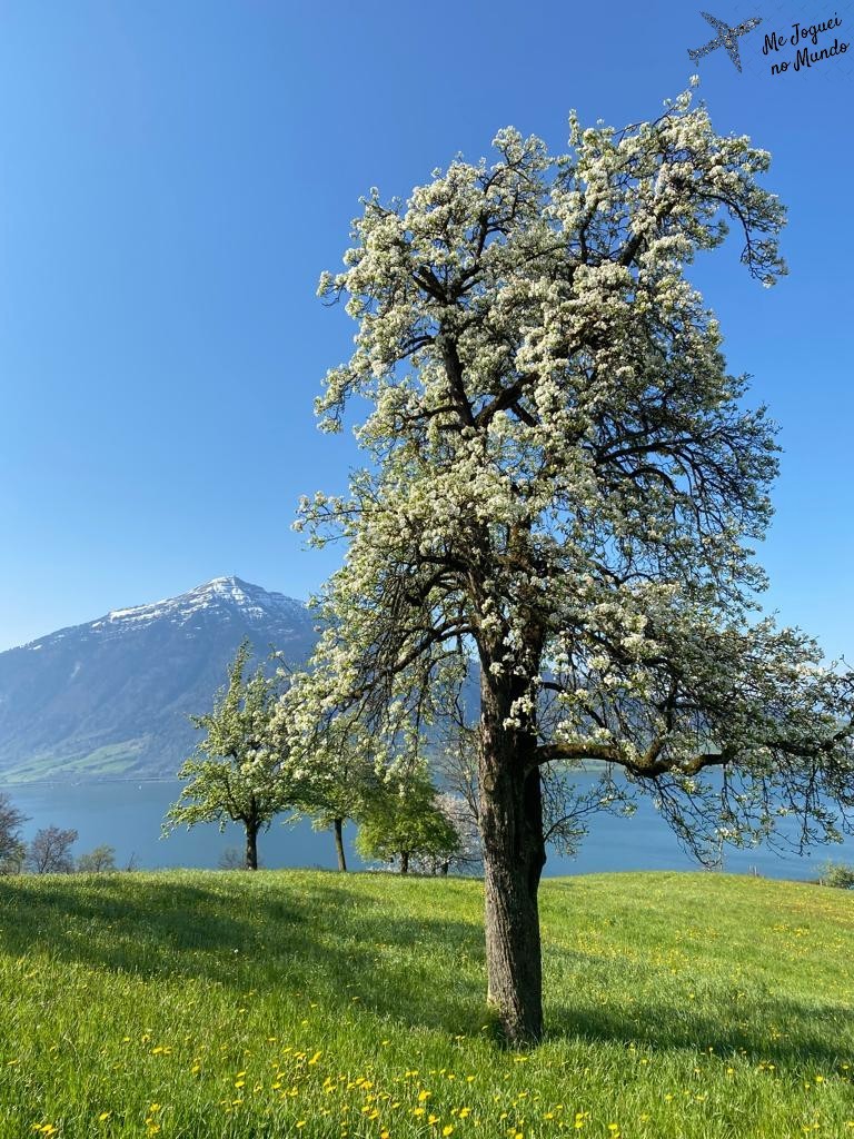 trilha das cerejeiras lago de zug