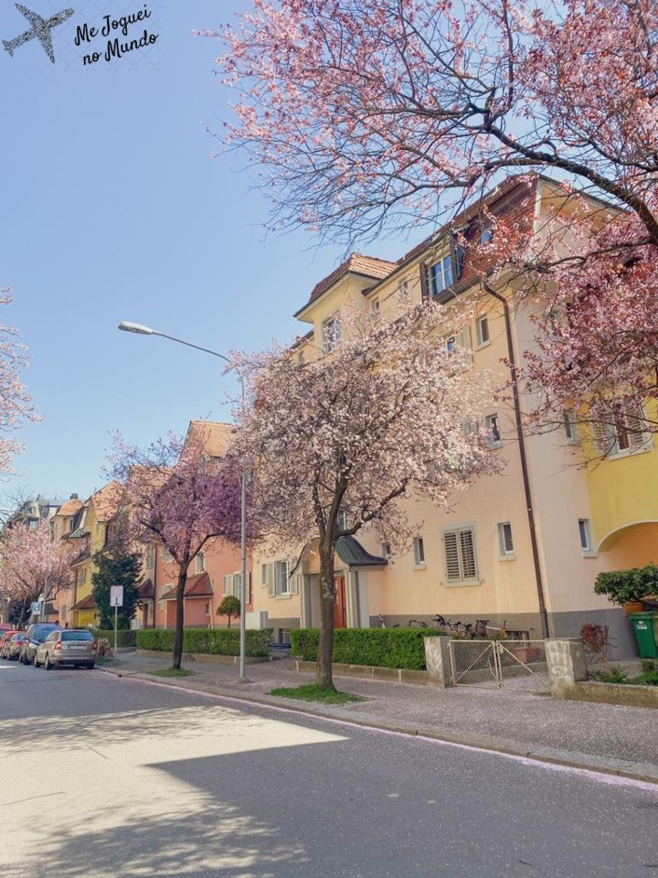 cerejeiras cor de rosa em zurique