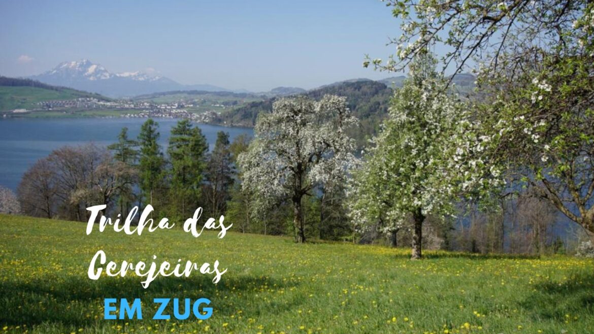 trilha das cerejeiras em zug